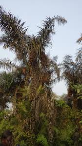 Image result for Raphia sese