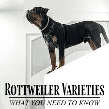 We hope you enjoy your stay here with us and our rottweilers. American German Or Roman The Different Types Of Rottweilers Pethelpful