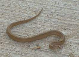 Black racers are in fact black, and most of the time patternless. Baby Copperhead Snake