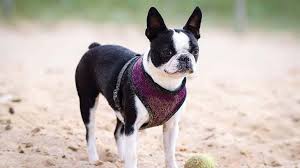 Maybe you would like to learn more about one of these? Boston Terrier Price Temperament Life Span