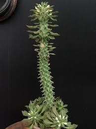 Image result for Monadenium torrei