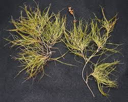 Image result for Stuckenia