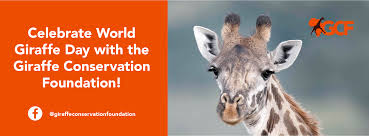 Vaccine to reduce bad cholesterol trialled. World Giraffe Day 21 June Home Facebook