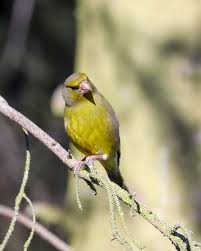 Birds That Start With B Pin Von Sandy B Auf Birds In Our Garden In 2020