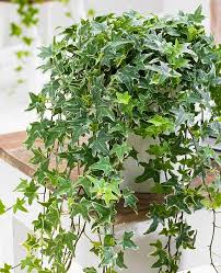 Planten har været indendørs i et rum, der er godt oplyst med naturligt lys, men selve planten har ikke modtaget direkte sollys. Growing English Ivy Indoors Ivy Houseplant Care Tips