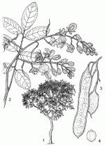 Image result for Pericopsis