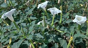 Image result for Datura