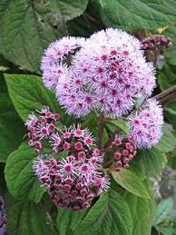 Image result for Bartlettina