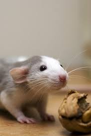 59 Rats Ideas Rats Pet Rats Cute Rats