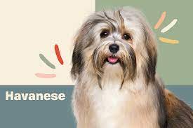 Check spelling or type a new query. Havanese Dog Breed Information Characteristics Daily Paws