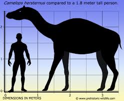 Most animals are in their average size in that pic but that blue whale in this pic and in all other comparison pics u will find in online is the largest individual the thing is.nobody knows how large a dinosaur was.so far from the fossil records,some big individuals are known and their size is less than. Death Elevated Ice Age Mammals Utah