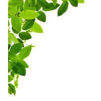 download leaves free png photo images and clipart freepngimg download leaves free png photo images
