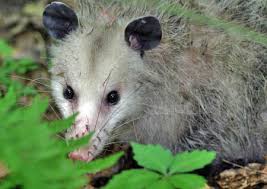 Maybe you would like to learn more about one of these? Temperate Deciduous Forest Joshyjosh Variety