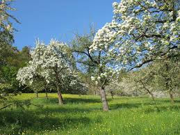 In der zeit, in der die sonne immer heller und wärmer wird, die haut dunkler und das leben entspannter, das ist der sommer der traditionelle höhepunkt der gartensaison. Obst Gen Garten Als Nabu Obstsortenparadies Ausgezeichnet Themen Lokalmatador