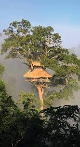 Tree houses have come a long way from the childhood forts that provided sanctuary against the great cooties outbreak of the '90s. Home Gibbon Experience