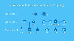 Das kann man an den beiden gesunden eltern sehen, die trotzdem kranke kinder haben (unten rechts). Stammbaumanalyse Autosomale Und Gonosomale Vererbung Mit Video