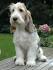 Grand Basset Griffon Vendéen Dog Breed Information ...