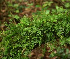 Image result for Asplenium mannii