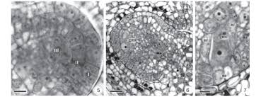 Image result for Otiophora lebruniana