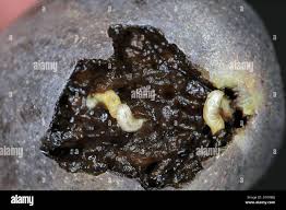 Image result for Rhagoletis completa