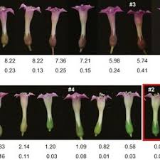 Those drooping flowers are so interesting looking and the foliage a refreshing lime green. Flower Appearances Of The Tobacco Plants Nicotiana Tabacum L Download Scientific Diagram