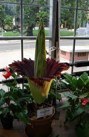 Hold Your Breath And Nose Madison S Stink Flower To Bloom Flowers Titan Arum Bloom