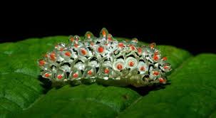 Ulat bulu detailed word origin explanation. Ini 6 Ulat Dengan Racun Yang Berbahaya Dan Bahkan Mematikan Mongabay Co Id