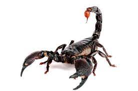 Ala  g  domnu dan antrebati l pe ogica daca e. Zodia Scorpion Sertarul Cu Ganduri