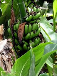 Liputan6.com, jakarta bagi pencinta kuliner, perlu mencoba ikan santan pisang goroho yang hanya terdapat di propinsi gorontalo.dari namanya, kuliner ini memang terdiri dari dua bahan utama yaitu ikan dan jenis pisang goroho yang banyak tumbuh di wilayah sulawesi utara dan gorontalo. Pisang Goroho Rumah Bumn