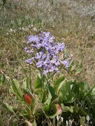 Image result for Limonium