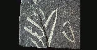 Image result for Dignathia gracilis