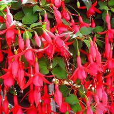 60 cm plant to plant, best for: Futaba Fuchsia Bell Flower Seed Price In India Buy Futaba Fuchsia Bell Flower Seed Online At Flipkart Com