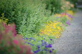 Florida drought tolerant ground cover plants. 7 Plants To Use For Borders P Allen Smith