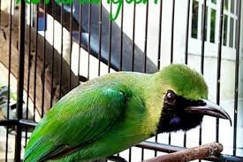 Burung dengan nama latin chloropsis sonnerati cara merawat cucak ijo agar cepat gacor selama pemasteran. Dianggap Langka Cucak Ijo Wajib Didaftarkan Ke Bksda Pada 2020