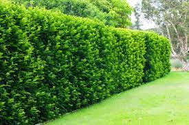Check spelling or type a new query. Murraya Hedge Burke S Backyard