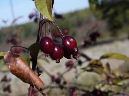 Maybe you would like to learn more about one of these? Malus Purple Prince Purple Prince Crab Apple The Dawes Arboretum