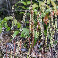 Image result for Nesaea linearis