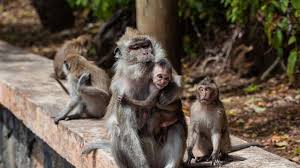 How does he not get caught? Troop Of Monkeys Steal Savings Worth Rs 25 000 Gold Jewellery Of Woman In Tamil Nadu