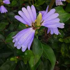 Image result for Sclerochiton harveyanus