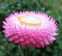 Bracteantha Bracteata Strawflower Unusual Flowers Everlasting Flowers Flowers