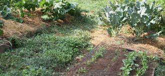 In my neck of the woods, there's no trash service, so i recycle all my cardboard and paper. Looking Between The Beds Vegetable Garden Pathways