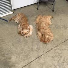 This is where we prepare food and bathe your pet. Photos At Happy Tails Pet Grooming Boarding Daycare Marshalltown Ia