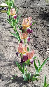 Image result for Polystachya bifida