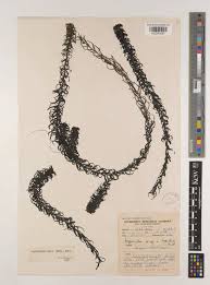 Image result for Lagarosiphon muscoides