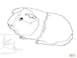 Meerschweinchen werden schon sehr früh geschlechtsreif. Outstanding Thanksgiving Coloring Pages Coloring Page Coloring Home