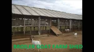 You must learn about farm management, medication, and fodder cultivation, and marketing. Basics Of Goat Farming Startup In India Pashudhan Praharee
