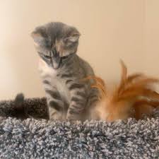 The family pet 6005 15th. City Pets Animal Care Home Facebook