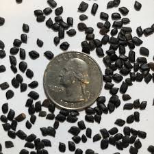 Image result for Chamaecrista paralias