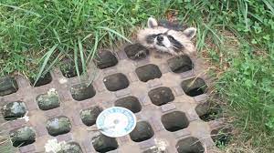 Giải cứu gấu mèo dễ thương bị mắc kẹt ở miệng cống - HỘI KỶ LỤC GIA VIỆT NAM - TỔ CHỨC KỶ LỤC VIỆT NAM(VIETKINGS)