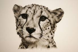 Begin drawing your cheetah by making a circle. Cheetah Charcoal Drawing Cheetah Drawing Animal Drawings Drawings